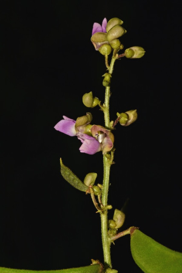 Ảnh minh hoạ Ngô Thù Du (Evodia rutaecarpa) 2
