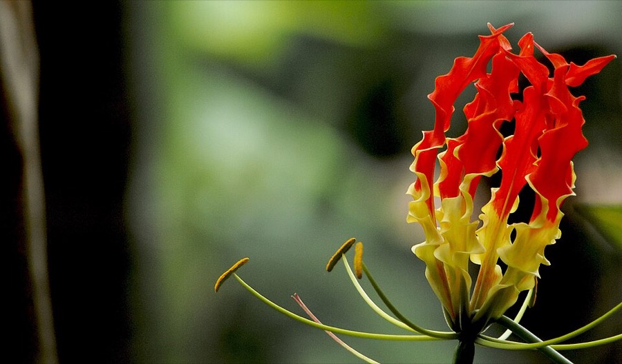Ảnh minh hoạ Ngót Nghẻo (Gloriosa superba) 2