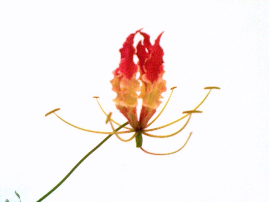 Ảnh minh hoạ Ngót Nghẻo (Gloriosa superba) 3
