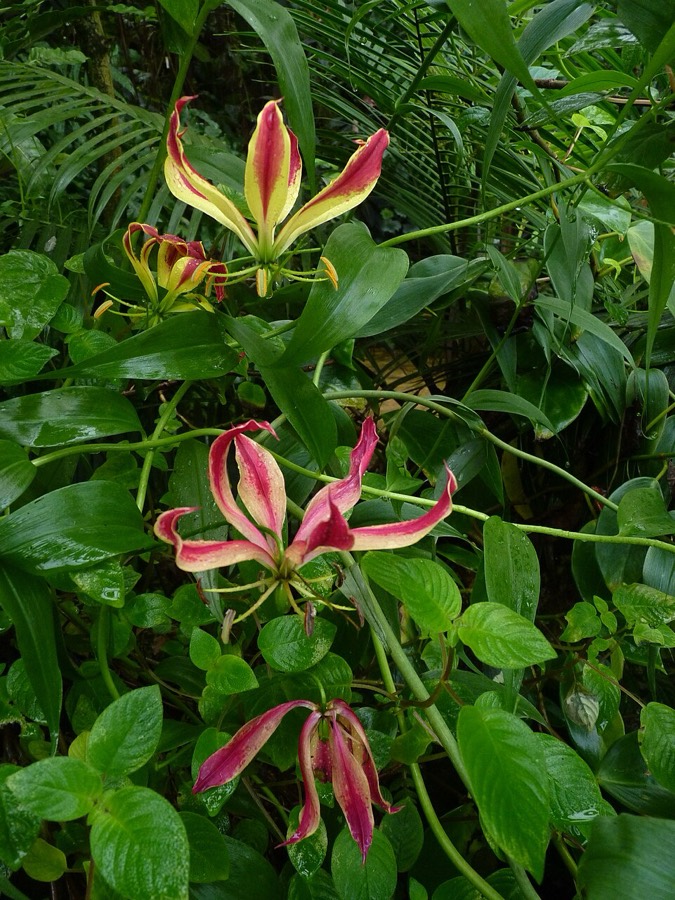 Ảnh minh hoạ Ngót Nghẻo (Gloriosa superba) 4