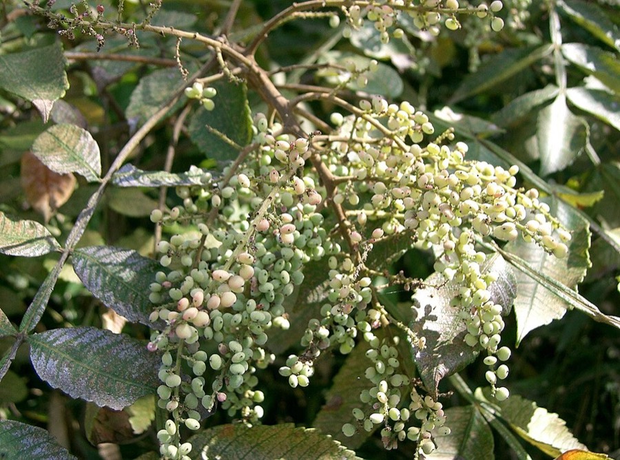 Ảnh minh hoạ Ngũ Bội Tử (Galla chinensis) 4