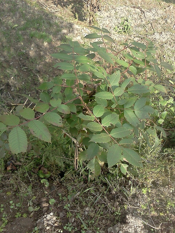 Ảnh minh hoạ Ngũ Bội Tử (Galla chinensis) 5