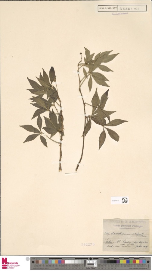 Ảnh minh hoạ Ngũ Gia Bì (Acanthopanax aculeatus) 4