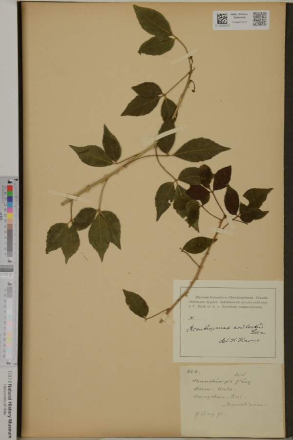 Ảnh minh hoạ Ngũ Gia Bì (Acanthopanax aculeatus) 5