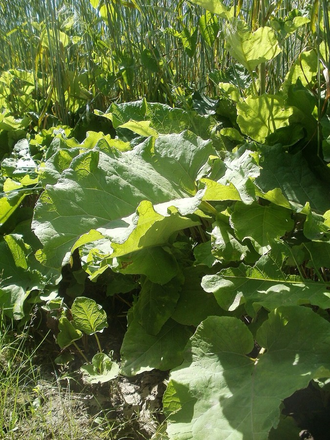 Ảnh minh hoạ Ngưu Bàng (Arctium lappa) 4