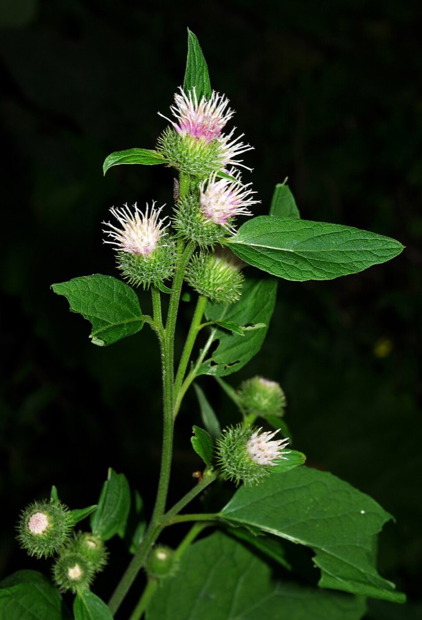 Ảnh minh hoạ Ngưu Bàng (Arctium lappa) 5