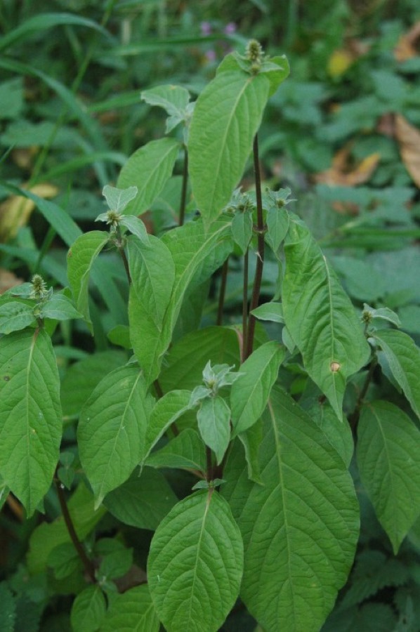 Ảnh minh hoạ Ngưu Tất (Achyranthes bidentata) 1