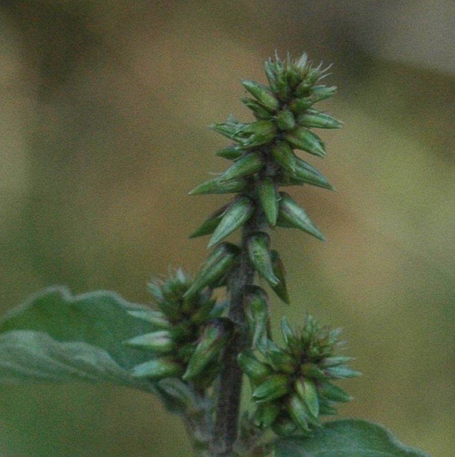 Ảnh minh hoạ Ngưu Tất (Achyranthes bidentata) 2
