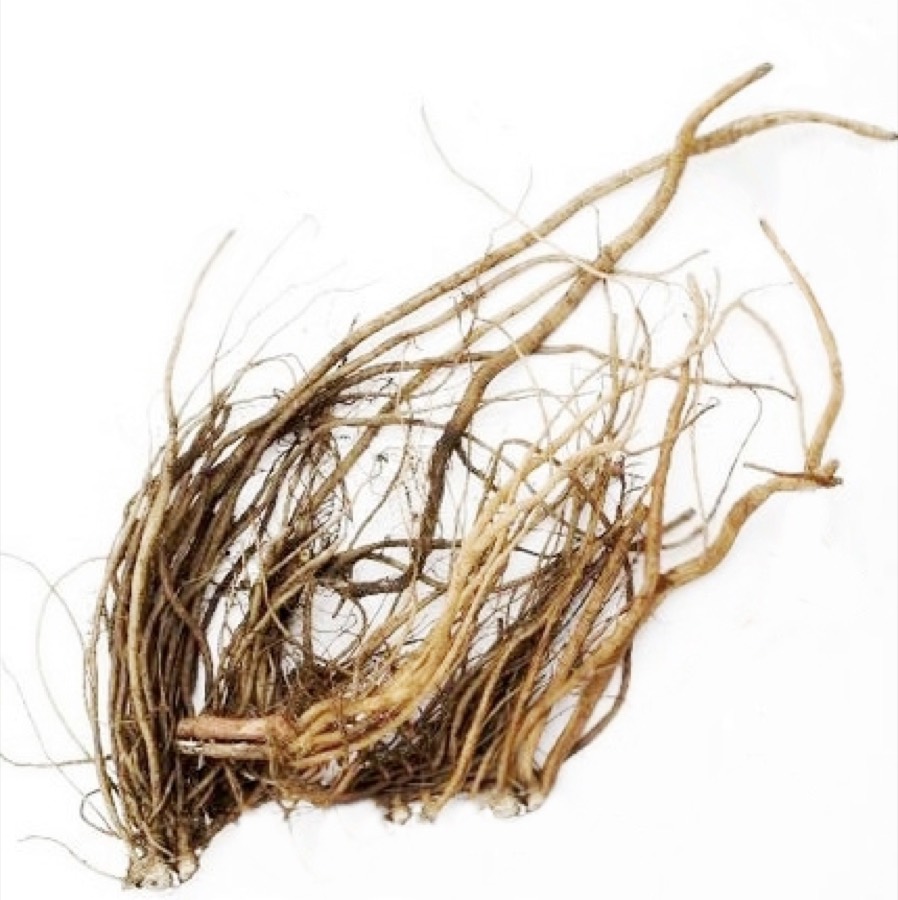 Ảnh minh hoạ Ngưu Tất (Achyranthes bidentata) 3