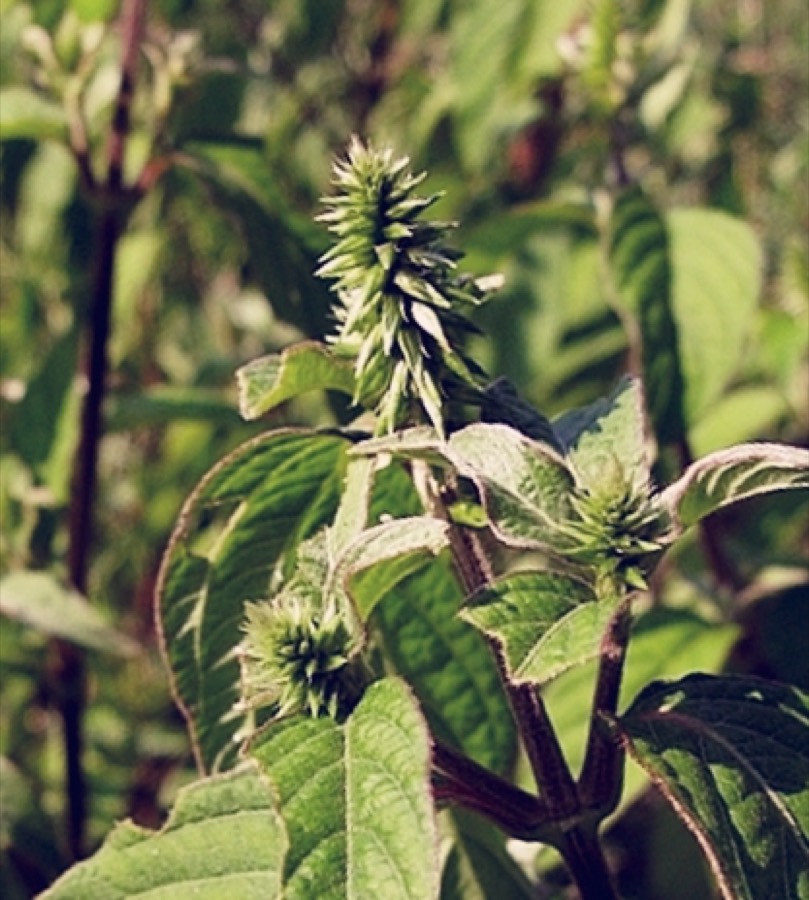 Ảnh minh hoạ Ngưu Tất (Achyranthes bidentata) 4