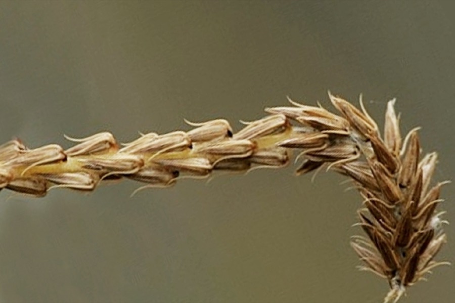 Ảnh minh hoạ Ngưu Tất (Achyranthes bidentata) 5