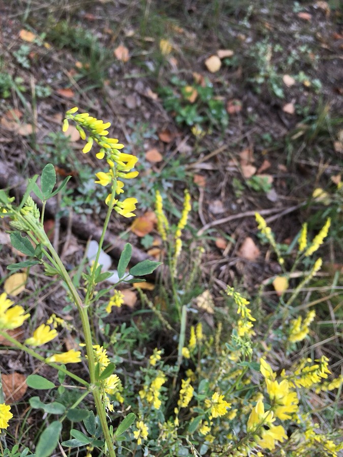 Ảnh minh hoạ Nhãn Hương (Melilotus suaveolens) 4