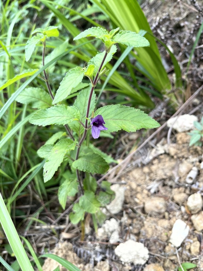 Ảnh minh hoạ Nhân Trần (Adenosma caeruleum) 4