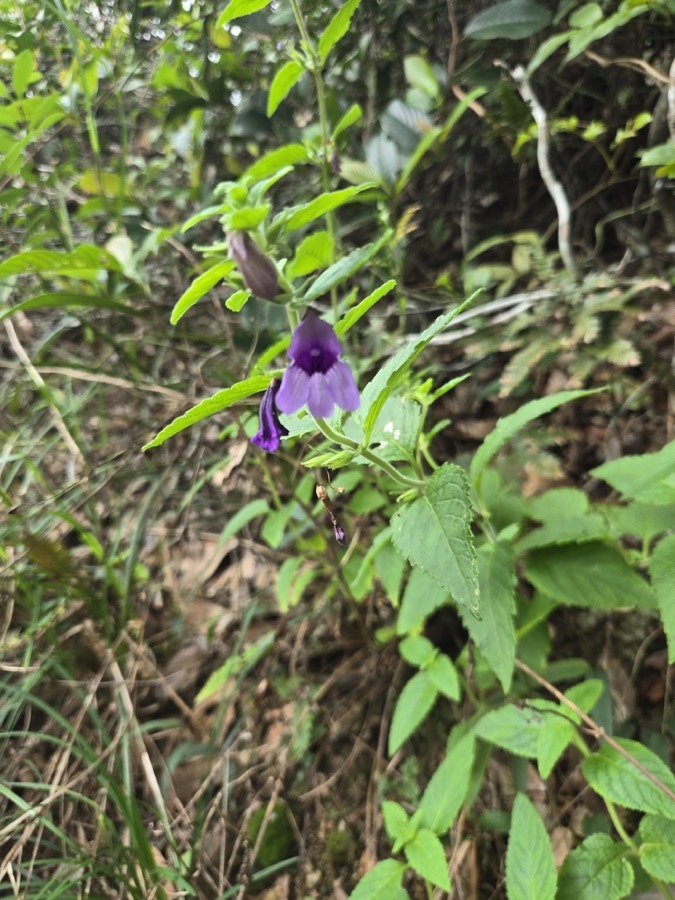 Ảnh minh hoạ Nhân Trần (Adenosma caeruleum) 5