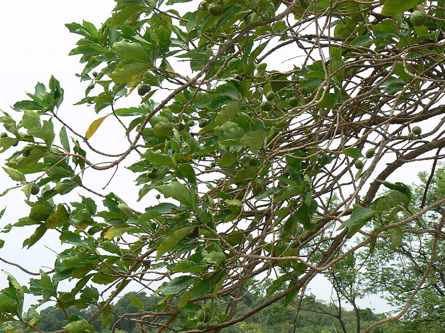 Ảnh minh hoạ Nhàu (Morinda citrifolia) 4