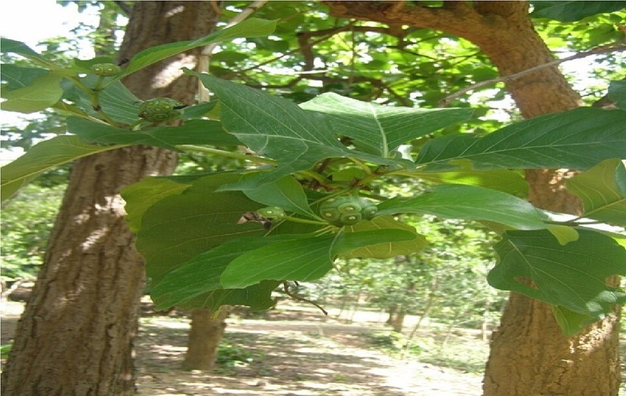 Ảnh minh hoạ Nhàu (Morinda citrifolia) 5