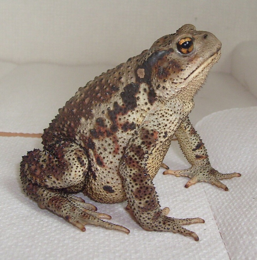 Ảnh minh hoạ Nhựa Cóc (Bufo gargarizans) 1