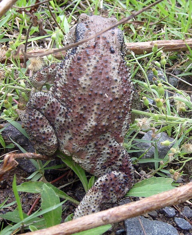 Ảnh minh hoạ Nhựa Cóc (Bufo gargarizans) 2