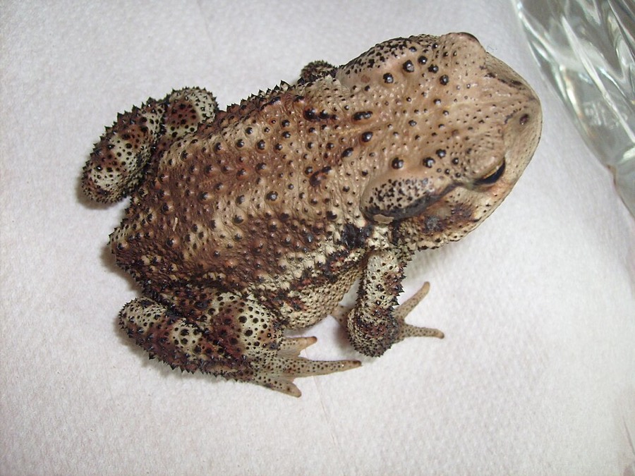 Ảnh minh hoạ Nhựa Cóc (Bufo gargarizans) 3
