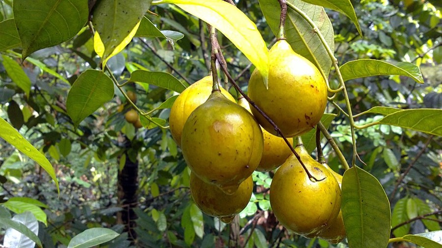 Ảnh minh hoạ Nhục Đậu Khấu (Myristica fragrans) 5