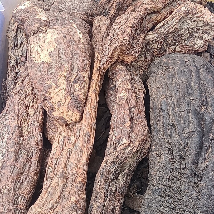 Ảnh minh hoạ Nhục Thung Dung (Cistanche deserticola) 5