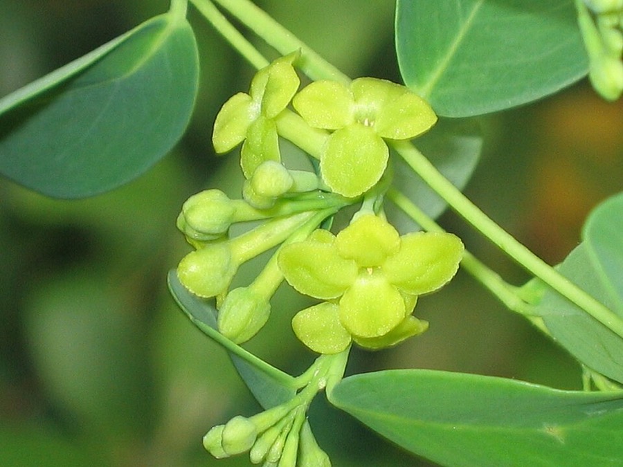 Ảnh minh hoạ Niệt Gió (Wikstroemia indica) 4