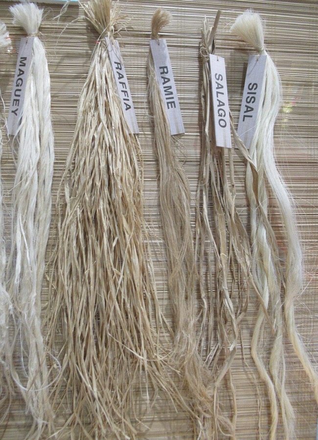 Ảnh minh hoạ Niệt Gió (Wikstroemia indica) 5