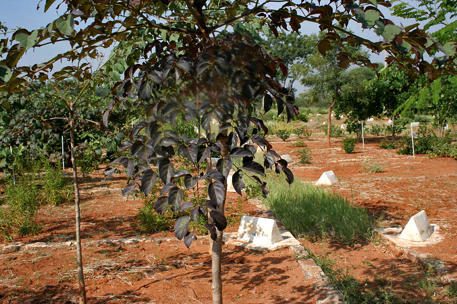 Ảnh minh hoạ Núc Nác (Oroxylum indicum) 1