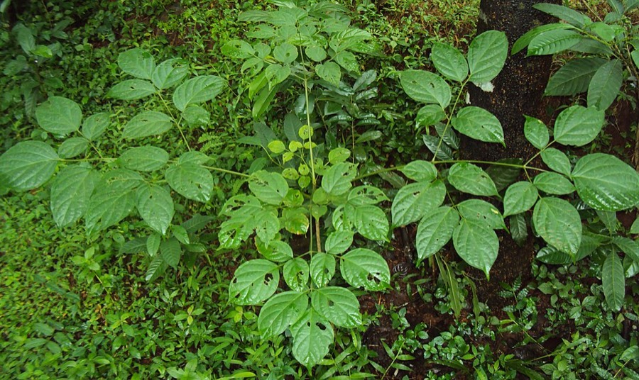 Ảnh minh hoạ Núc Nác (Oroxylum indicum) 2