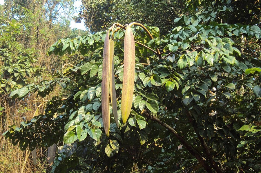 Ảnh minh hoạ Núc Nác (Oroxylum indicum) 3