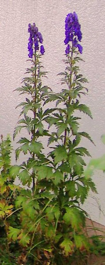 Ảnh minh hoạ Ô Đầu Việt Nam (Aconitum carmichaelii) 1