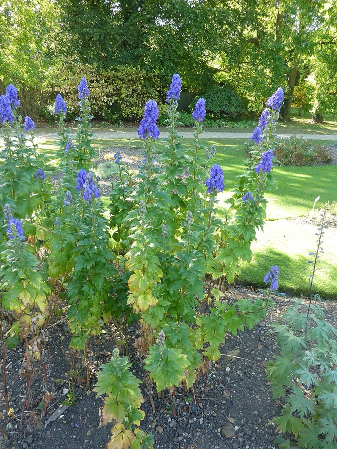 Ảnh minh hoạ Ô Đầu Việt Nam (Aconitum carmichaelii) 3