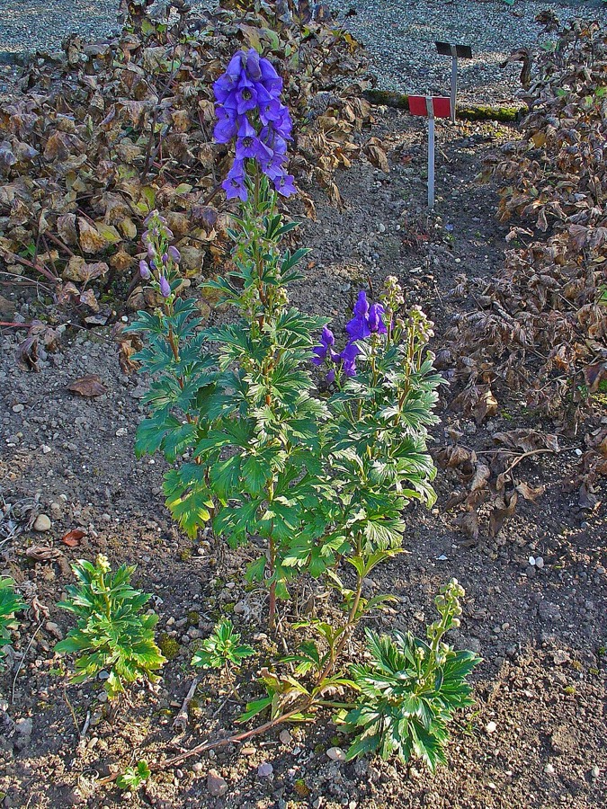 Ảnh minh hoạ Ô Đầu Việt Nam (Aconitum carmichaelii) 4