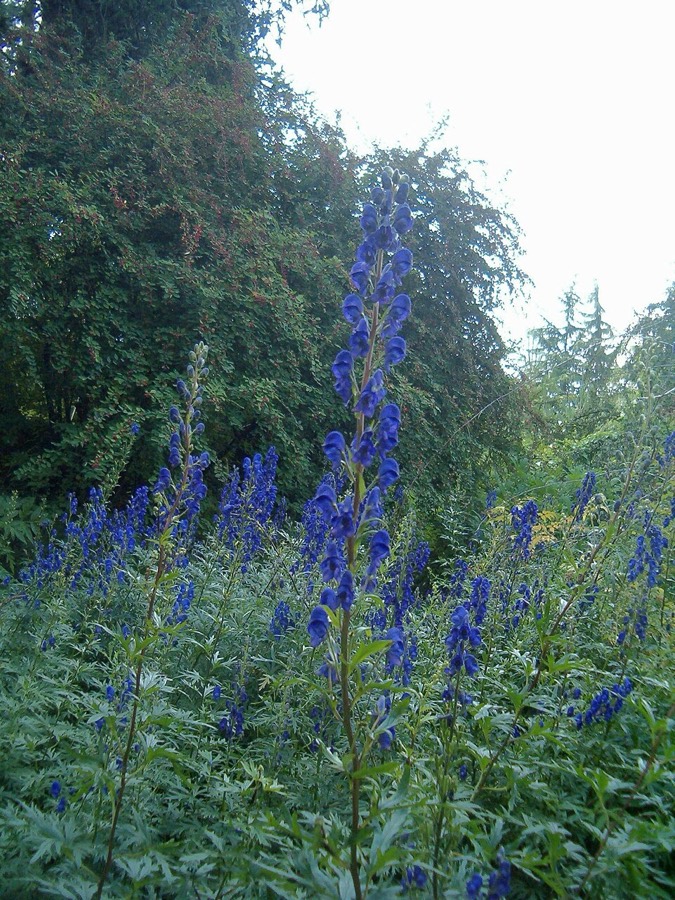 Ảnh minh hoạ Ô Đầu Việt Nam (Aconitum carmichaelii) 5