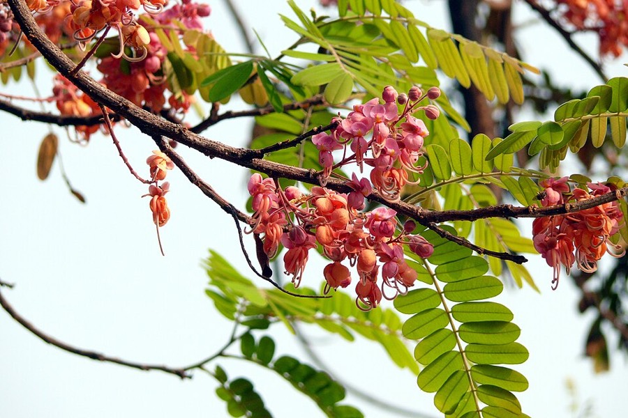 Ảnh minh hoạ Ô Môi (Cassia grandis) 4