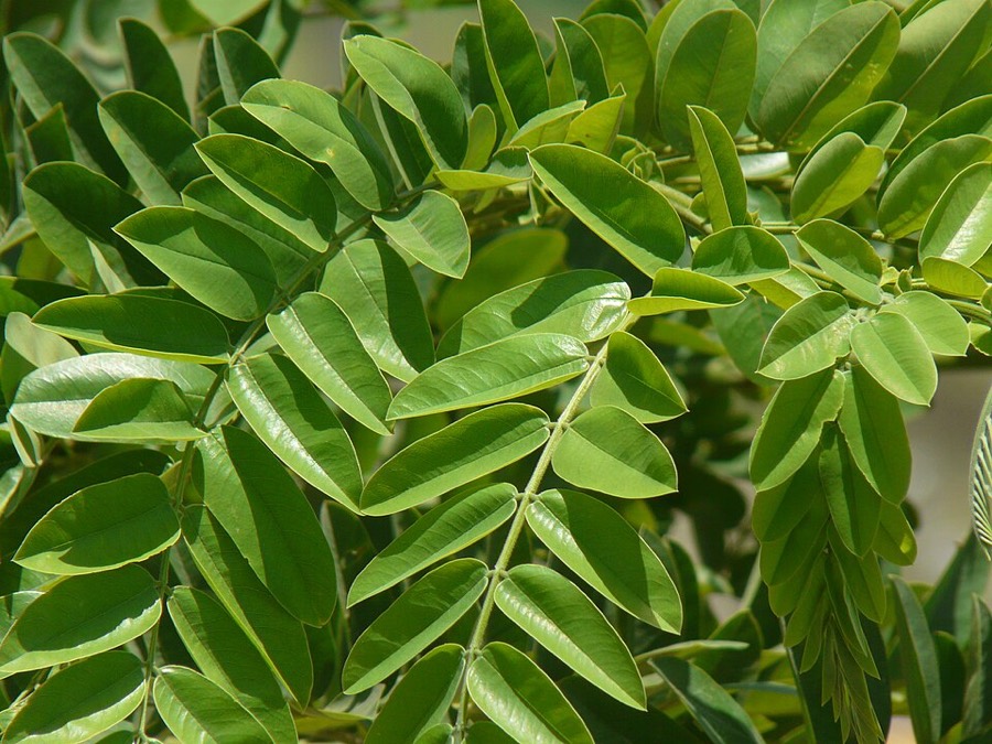 Ảnh minh hoạ Ô Môi (Cassia grandis) 5