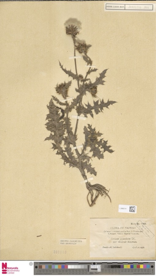 Ảnh minh hoạ Ô Rô (Cnicus japonicus) 4