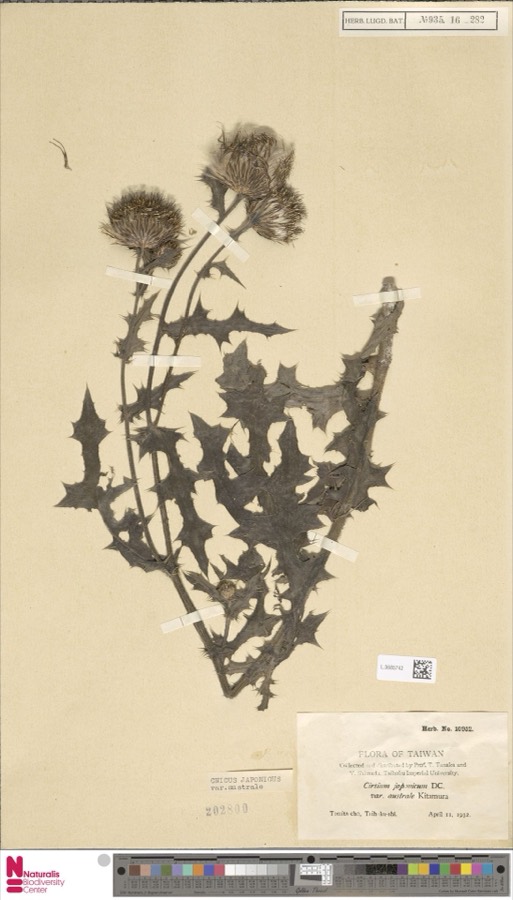 Ảnh minh hoạ Ô Rô (Cnicus japonicus) 5