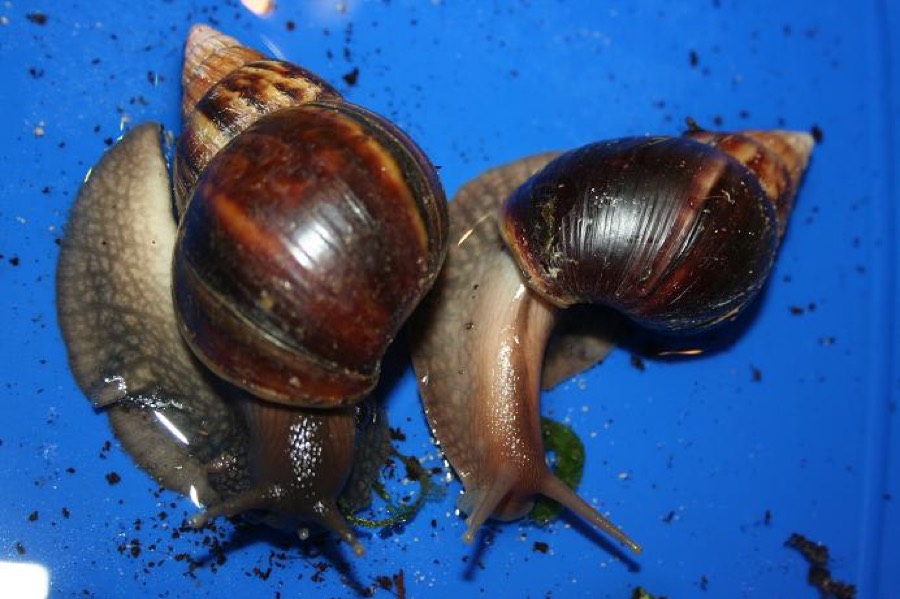 Ảnh minh hoạ Ốc Sên (Achatina fulica) 4