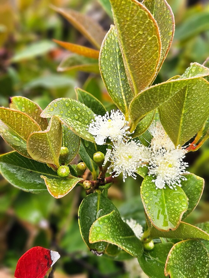 Ảnh minh hoạ Ổi (Psidium guyjava) 3