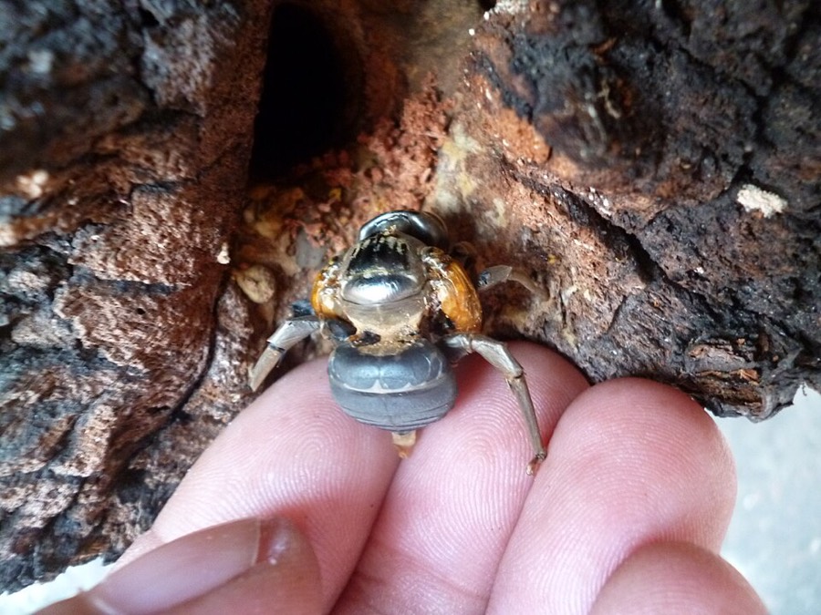Ảnh minh hoạ Ong Đen (Xylocopa dissimilis) 5