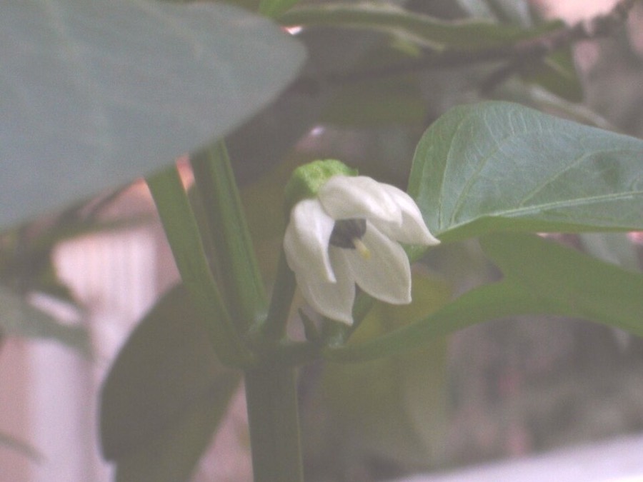 Ảnh minh hoạ Ớt (Capsicum annuum) 1