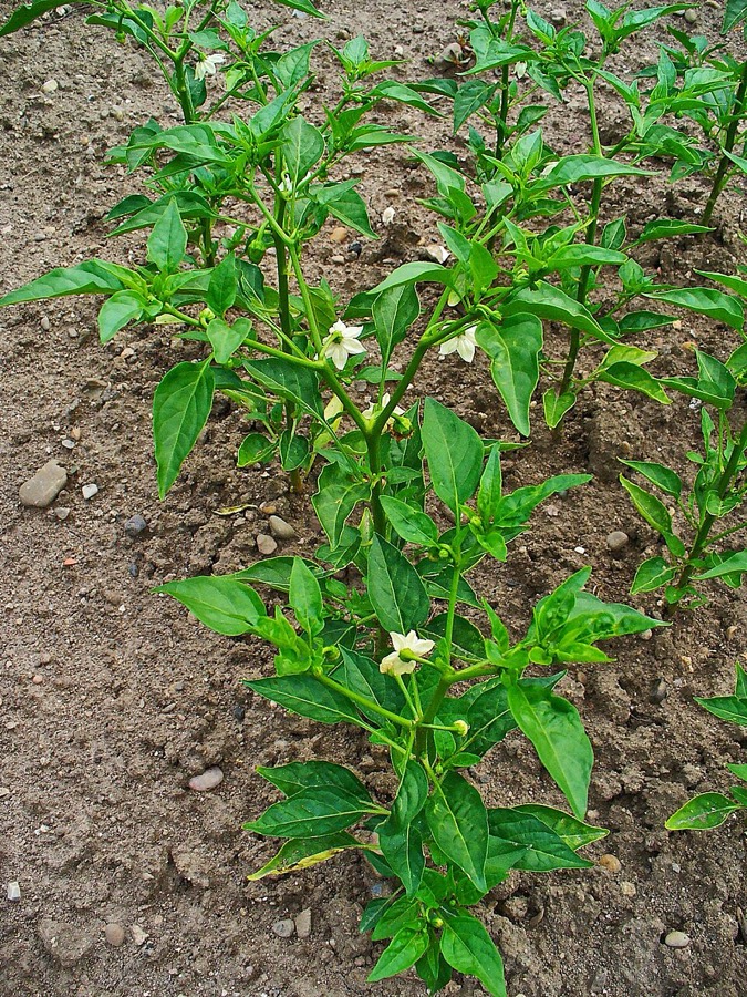 Ảnh minh hoạ Ớt (Capsicum annuum) 2