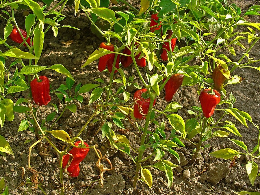 Ảnh minh hoạ Ớt (Capsicum annuum) 3