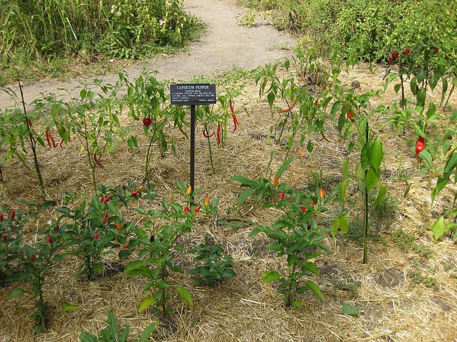 Ảnh minh hoạ Ớt (Capsicum annuum) 4