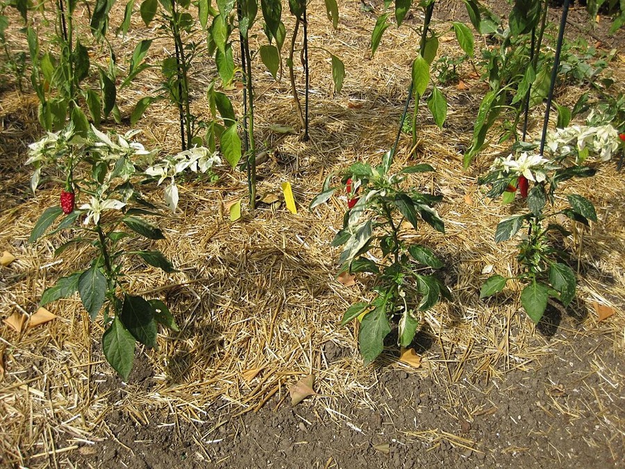 Ảnh minh hoạ Ớt (Capsicum annuum) 5