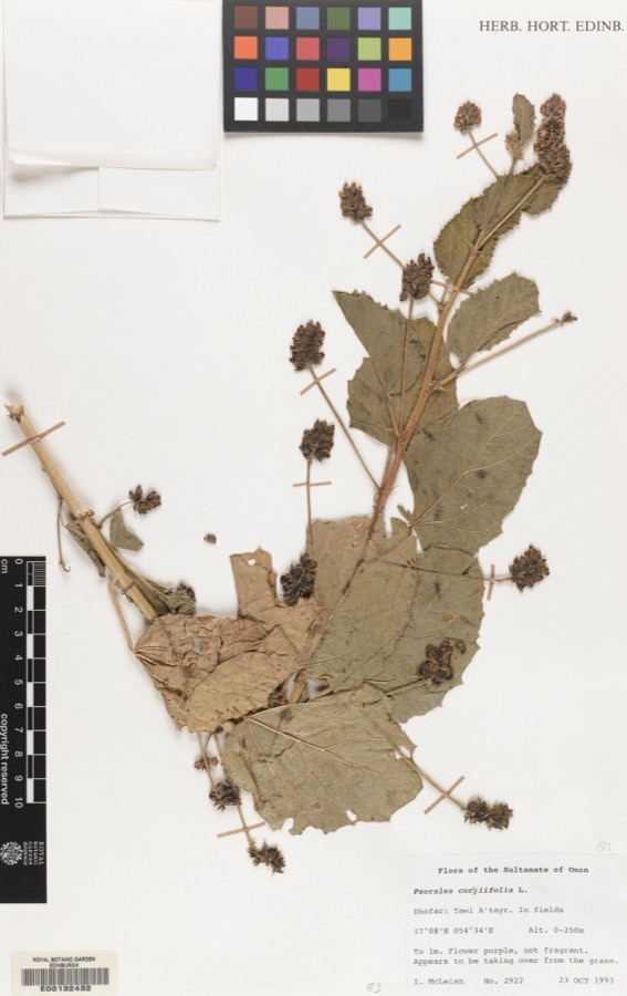 Ảnh minh hoạ Phá Cố Chỉ (Psoralea corylifolia) 4
