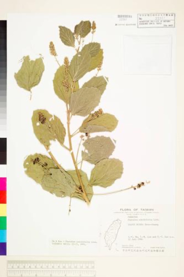 Ảnh minh hoạ Phá Cố Chỉ (Psoralea corylifolia) 5