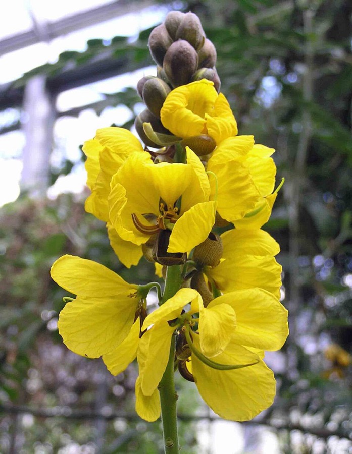 Ảnh minh hoạ Phan Tả Diệp (Cassia angustifolia) 1