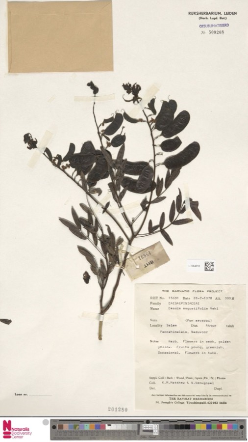 Ảnh minh hoạ Phan Tả Diệp (Cassia angustifolia) 2